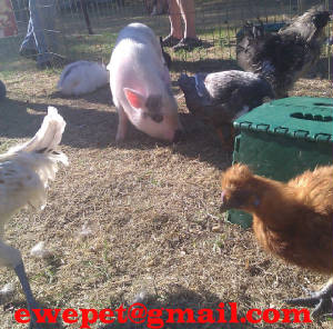 pignchickens.jpg