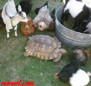 turtlegoatpettingzoo.jpg