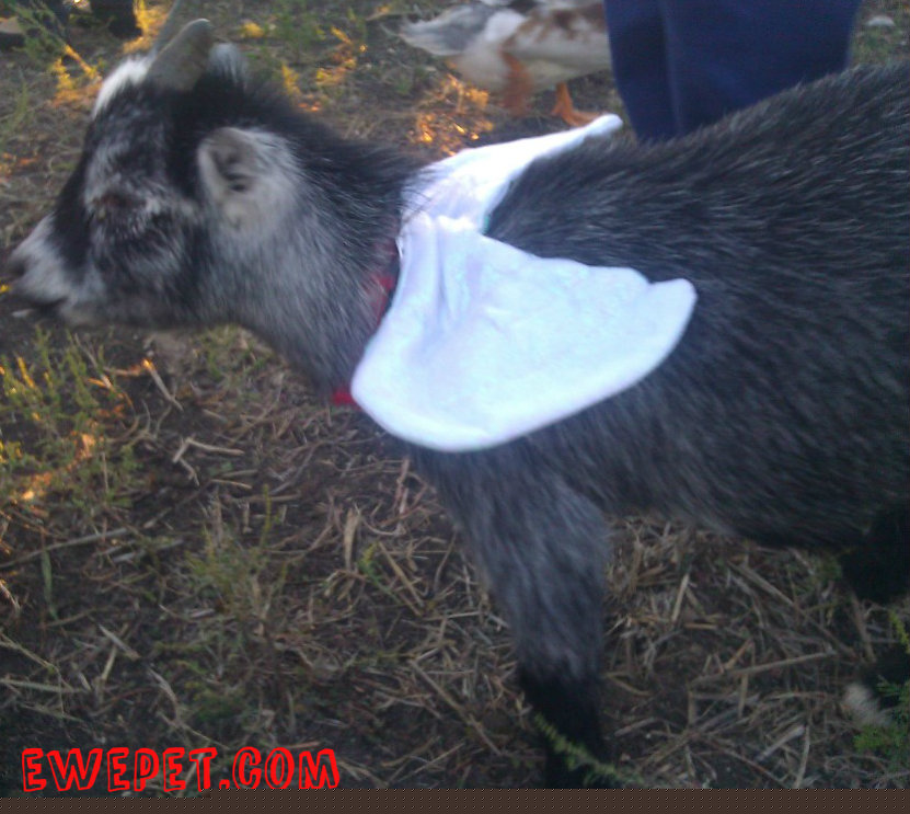 goatwings.jpg